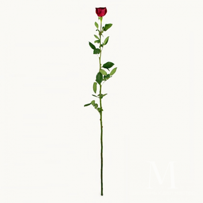 Двухметровая роза от «Цветочных дел Мастер»