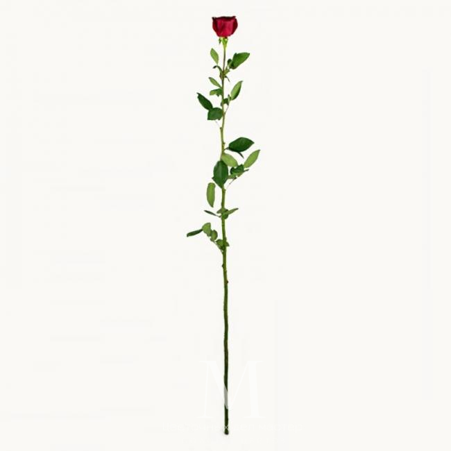 Двухметровая роза от интернет-магазина «Цветочных дел Мастер»