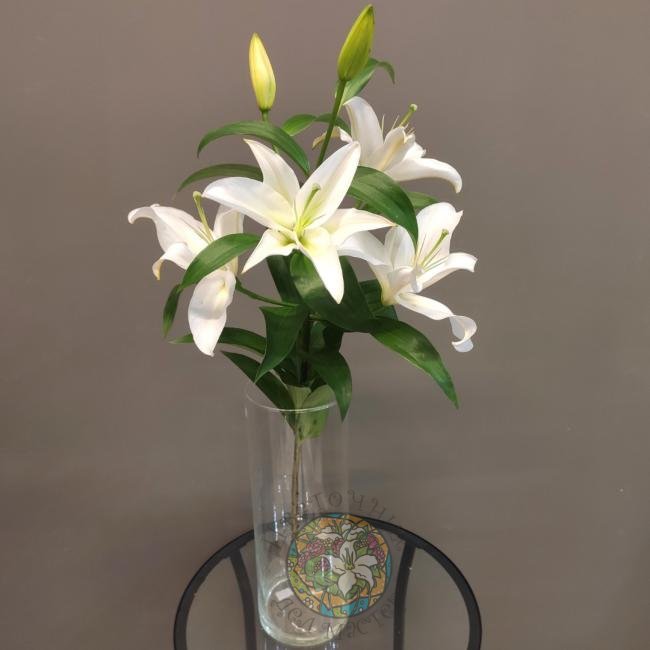 Лилия белая от интернет-магазина «Цветочных дел Мастер»