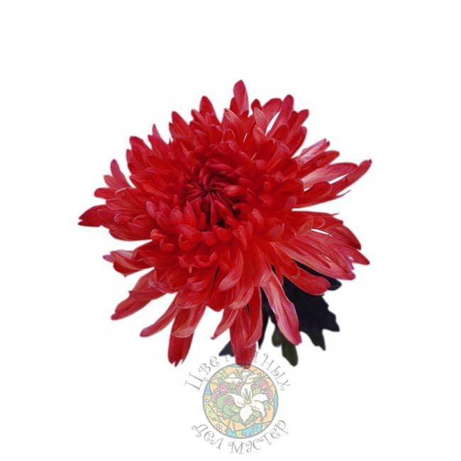 Хризантема красная от «Цветочных дел Мастер»