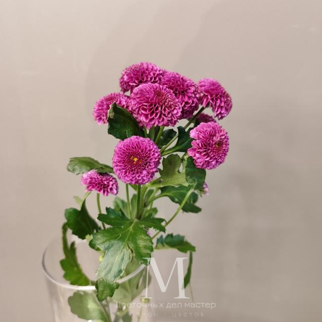 Хризантема сантини «Пурпурная» от интернет-магазина «Цветочных дел Мастер»