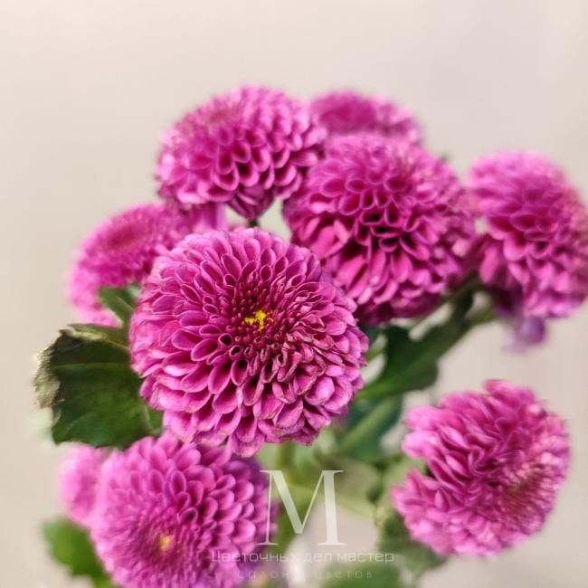Хризантема сантини «Пурпурная» от интернет-магазина «Цветочных дел Мастер»