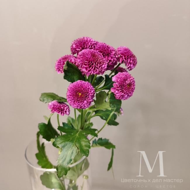 Хризантема сантини «Пурпурная» от «Цветочных дел Мастер»