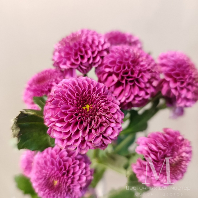 Хризантема сантини «Пурпурная» от «Цветочных дел Мастер»