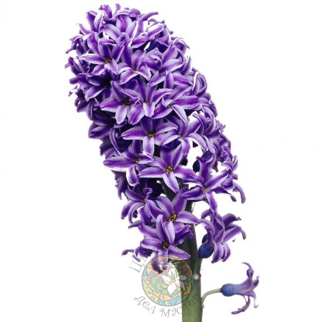 Гиацинт фиолетовый от интернет-магазина «Цветочных дел Мастер»