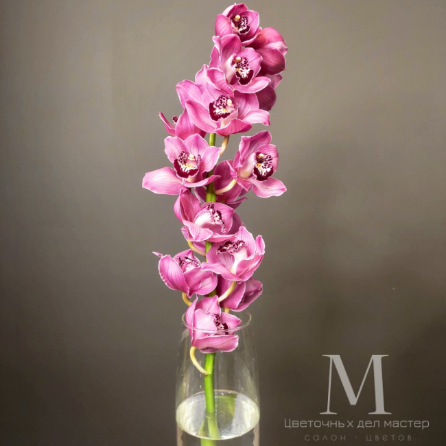 Орхидея Цимбидиум красная от «Цветочных дел Мастер»