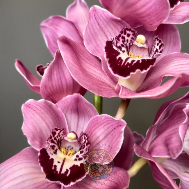 Орхидея красная от «Цветочных дел Мастер»