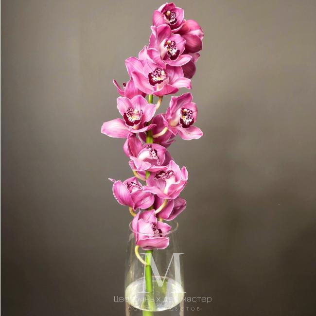 Орхидея Цимбидиум красная от интернет-магазина «Цветочных дел Мастер»