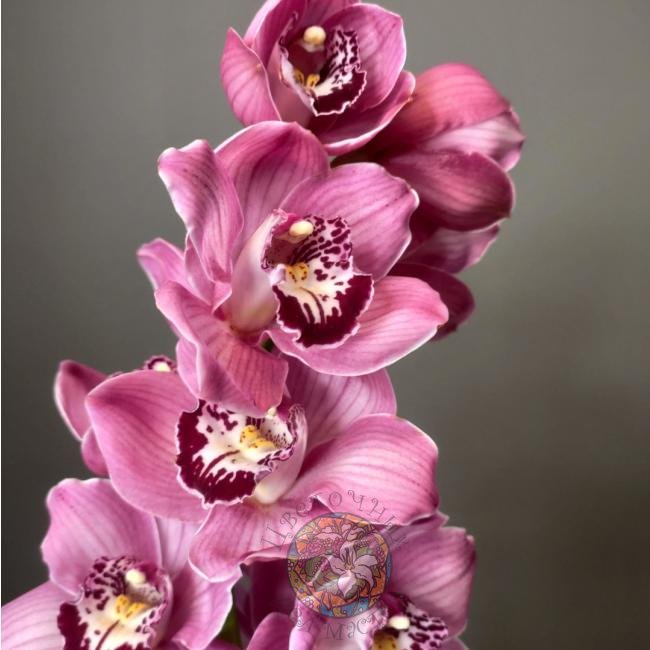 Орхидея красная от интернет-магазина «Цветочных дел Мастер»