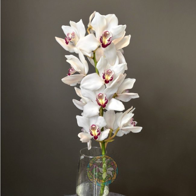 Орхидея белая от «Цветочных дел Мастер»