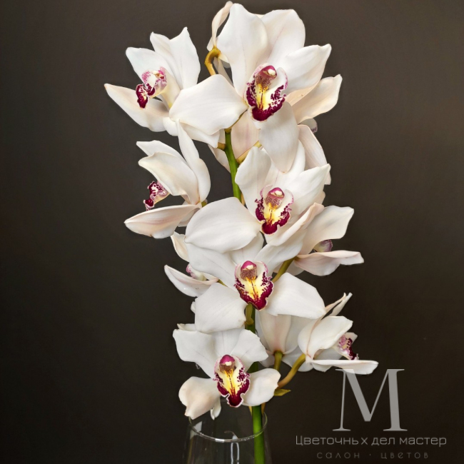 Орхидея Цимбидиум белая от «Цветочных дел Мастер»