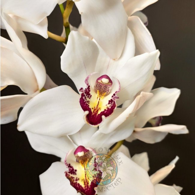 Орхидея белая от «Цветочных дел Мастер»