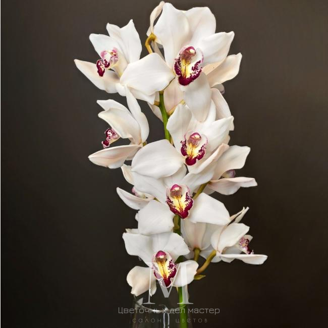 Орхидея Цимбидиум белая от интернет-магазина «Цветочных дел Мастер»
