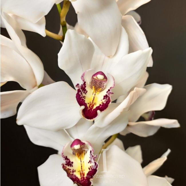 Орхидея Цимбидиум белая от интернет-магазина «Цветочных дел Мастер»