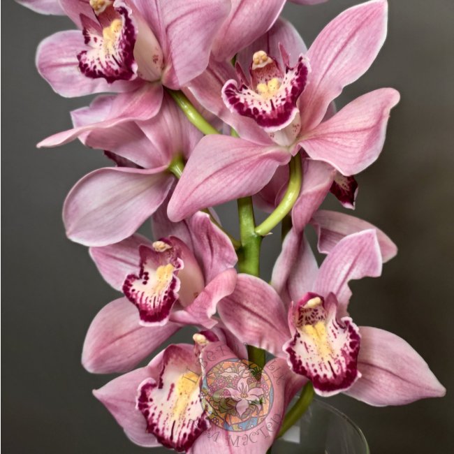 Орхидея розовая от «Цветочных дел Мастер»