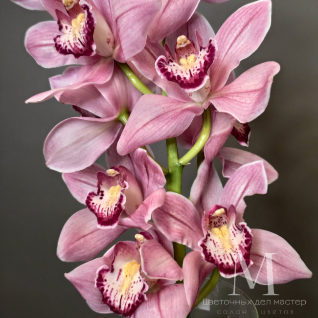 Орхидея Цимбидиум розовая от «Цветочных дел Мастер»