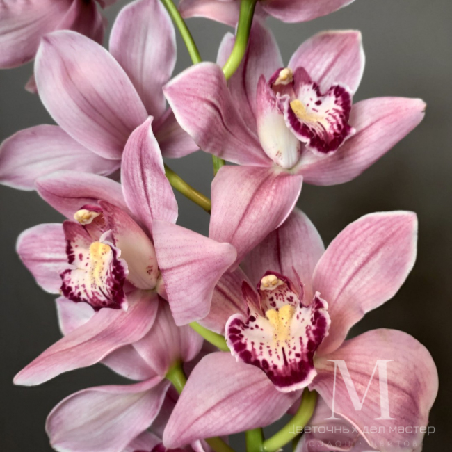 Орхидея Цимбидиум розовая от «Цветочных дел Мастер»