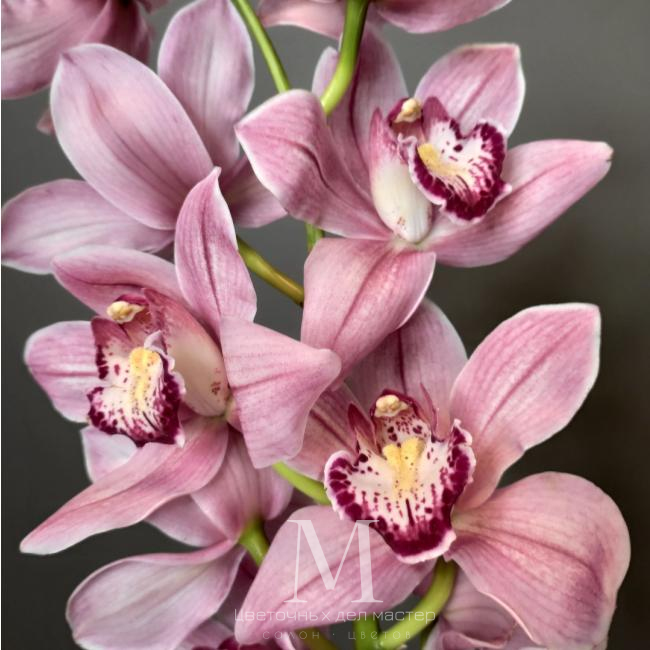 Орхидея Цимбидиум розовая от интернет-магазина «Цветочных дел Мастер»