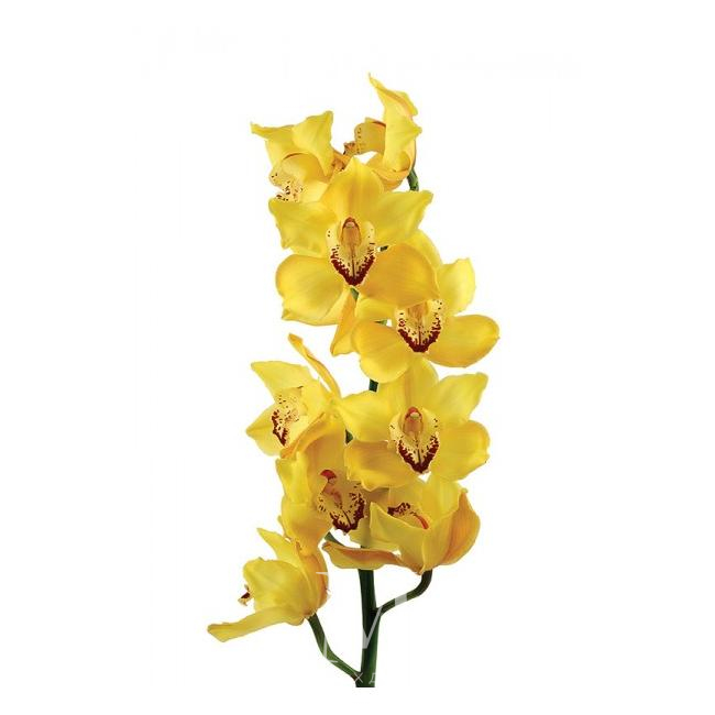 Орхидея Цимбидиум желтая от интернет-магазина «Цветочных дел Мастер»