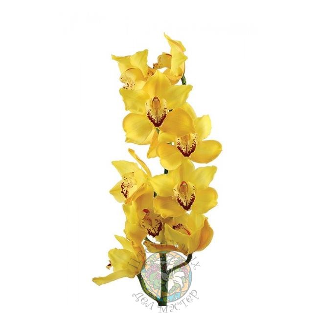Орхидея желтая от интернет-магазина «Цветочных дел Мастер»