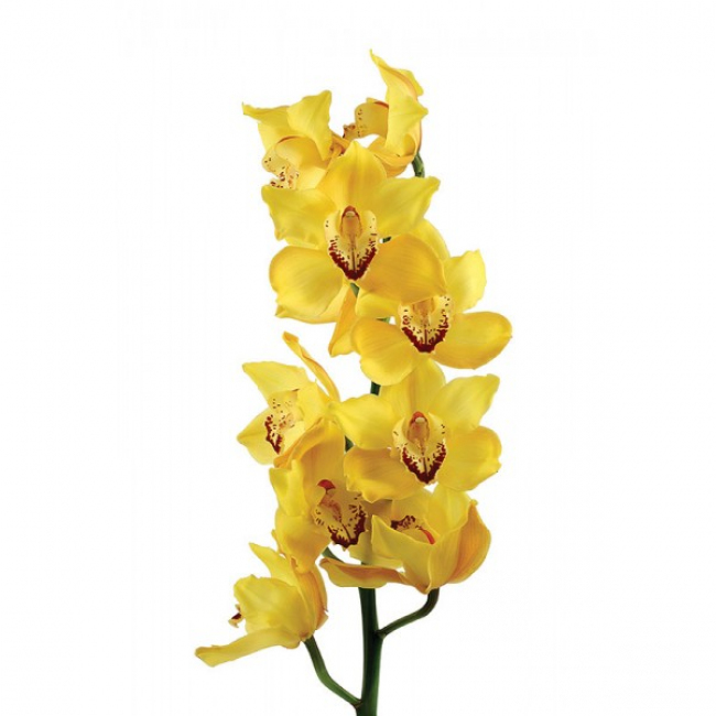 Орхидея Цимбидиум желтая от «Цветочных дел Мастер»