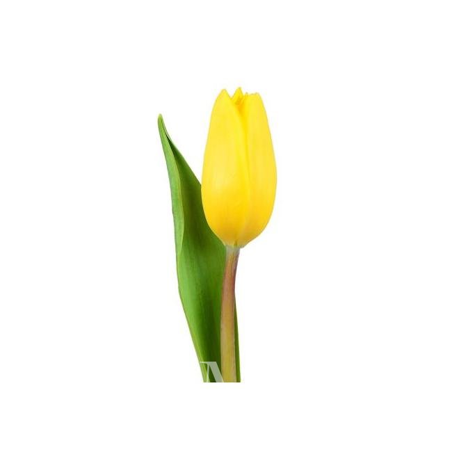 Желтый солнечный тюльпан от интернет-магазина «Цветочных дел Мастер»