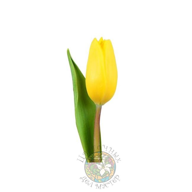 Желтый солнечный тюльпан от интернет-магазина «Цветочных дел Мастер»