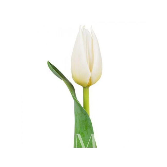 Белый тюльпан от интернет-магазина «Цветочных дел Мастер»