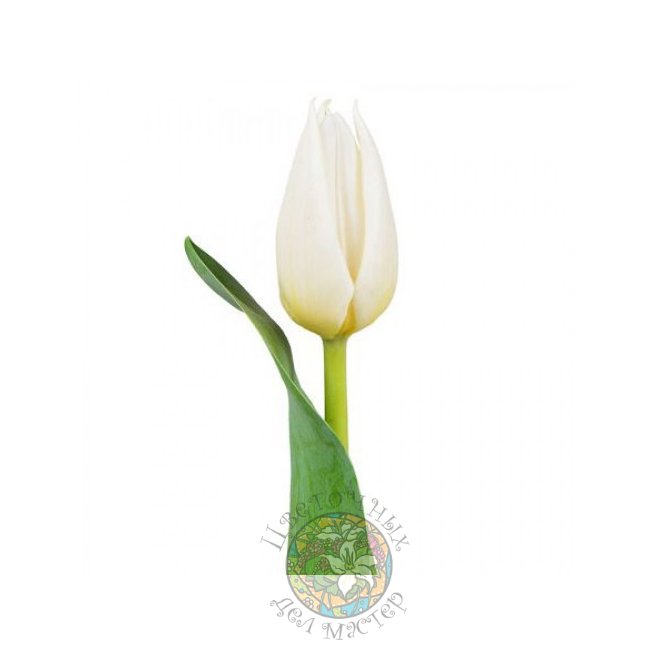 Белый тюльпан от «Цветочных дел Мастер»