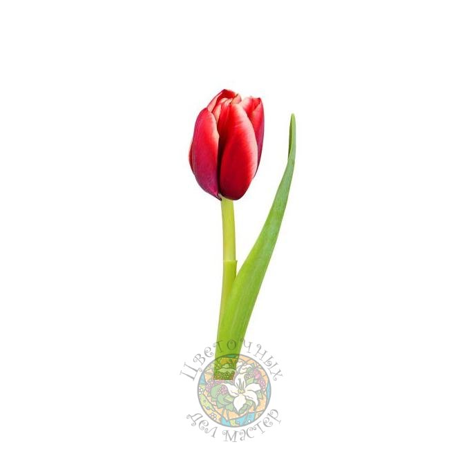 Яркий красный тюльпан от интернет-магазина «Цветочных дел Мастер»