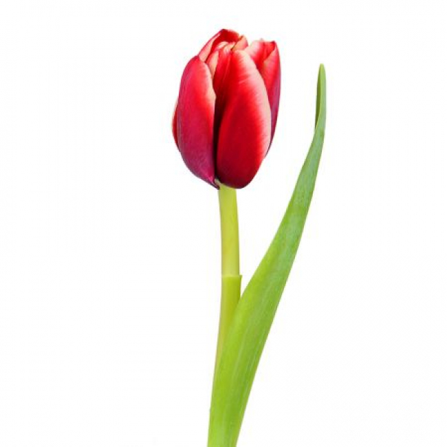 Яркий красный тюльпан от «Цветочных дел Мастер»