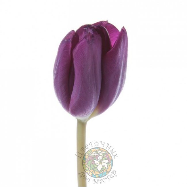 Фиолетовый тюльпан от «Цветочных дел Мастер»