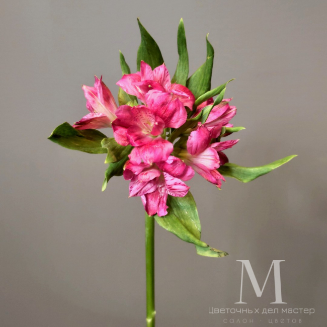 Альстромерия розовая от «Цветочных дел Мастер»