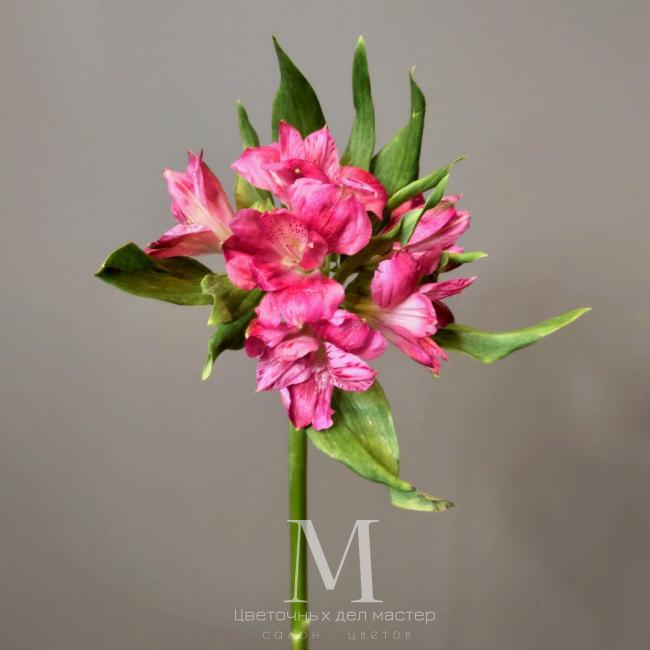 Альстромерия розовая от интернет-магазина «Цветочных дел Мастер»