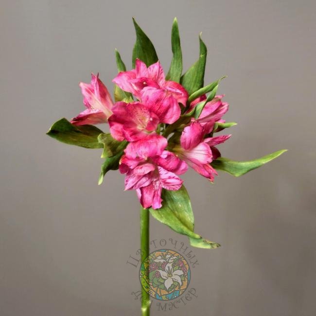Альстромерия розовая от интернет-магазина «Цветочных дел Мастер»