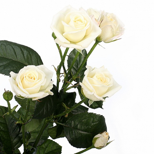 Кустовая роза белая от «Цветочных дел Мастер»