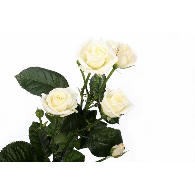 Кустовая роза белая от интернет-магазина «Цветочных дел Мастер»