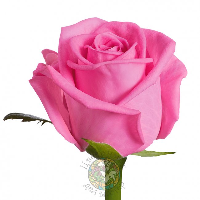 Розовая роза Aqua от «Цветочных дел Мастер»