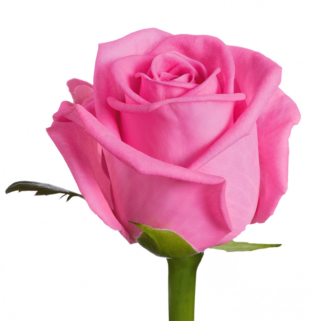 Розовая роза Aqua от «Цветочных дел Мастер»