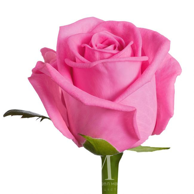 Розовая роза Aqua от интернет-магазина «Цветочных дел Мастер»