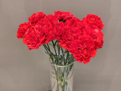 Букет гвоздик «Память»