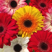 Букет из гербер &laquo;Семь чудес&raquo; 2