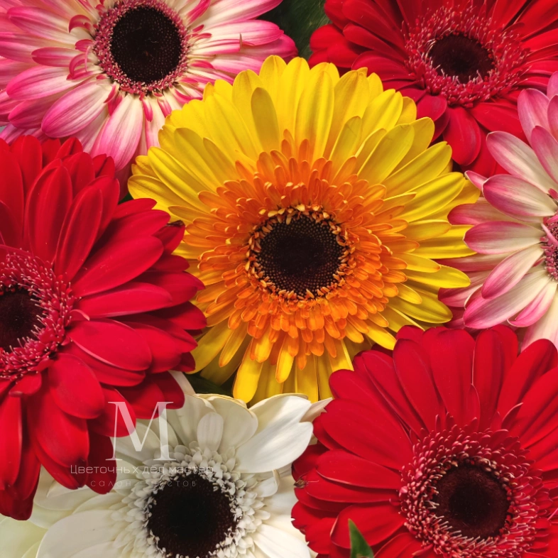 Букет из гербер &laquo;Семь чудес&raquo;