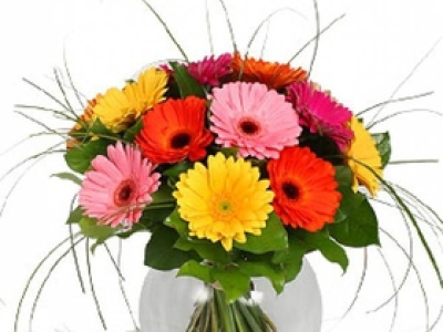 Букет «Пышные герберы»