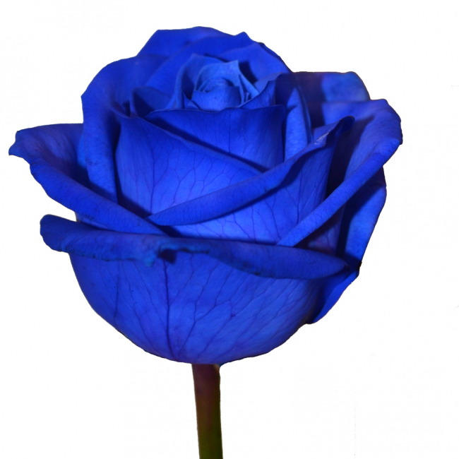 Синяя роза от «Цветочных дел Мастер»