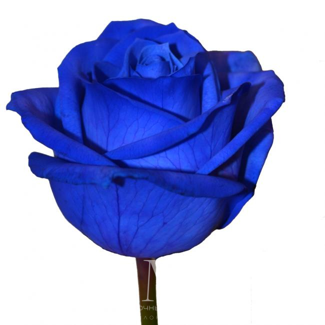 Синяя роза от интернет-магазина «Цветочных дел Мастер»