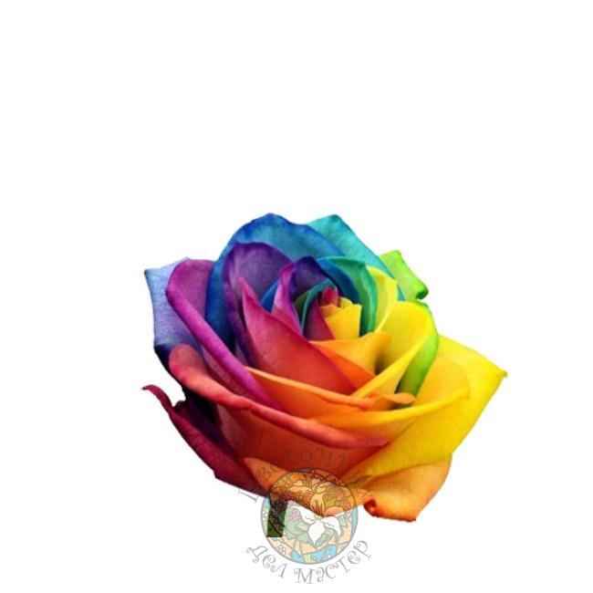 Радужная роза Rain от интернет-магазина «Цветочных дел Мастер»