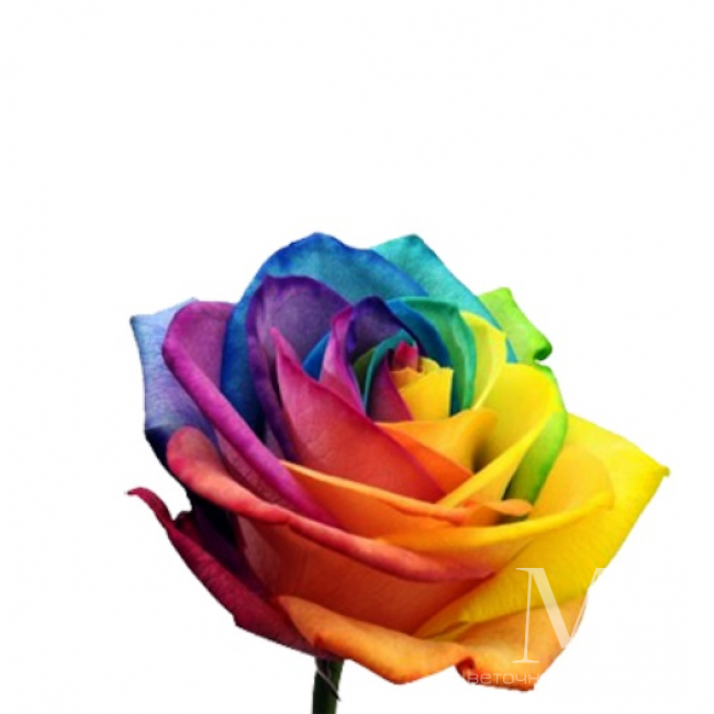 Радужная роза Rain от «Цветочных дел Мастер»