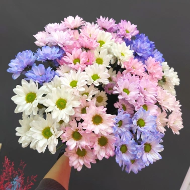 Букет хризантем «Взрыв красок»