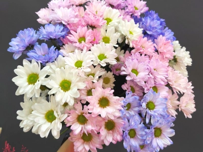 Букет хризантем «Взрыв красок»